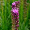 small pink fluffy flowers appear from buds along the stem - Liatris spicata 'Kobold'