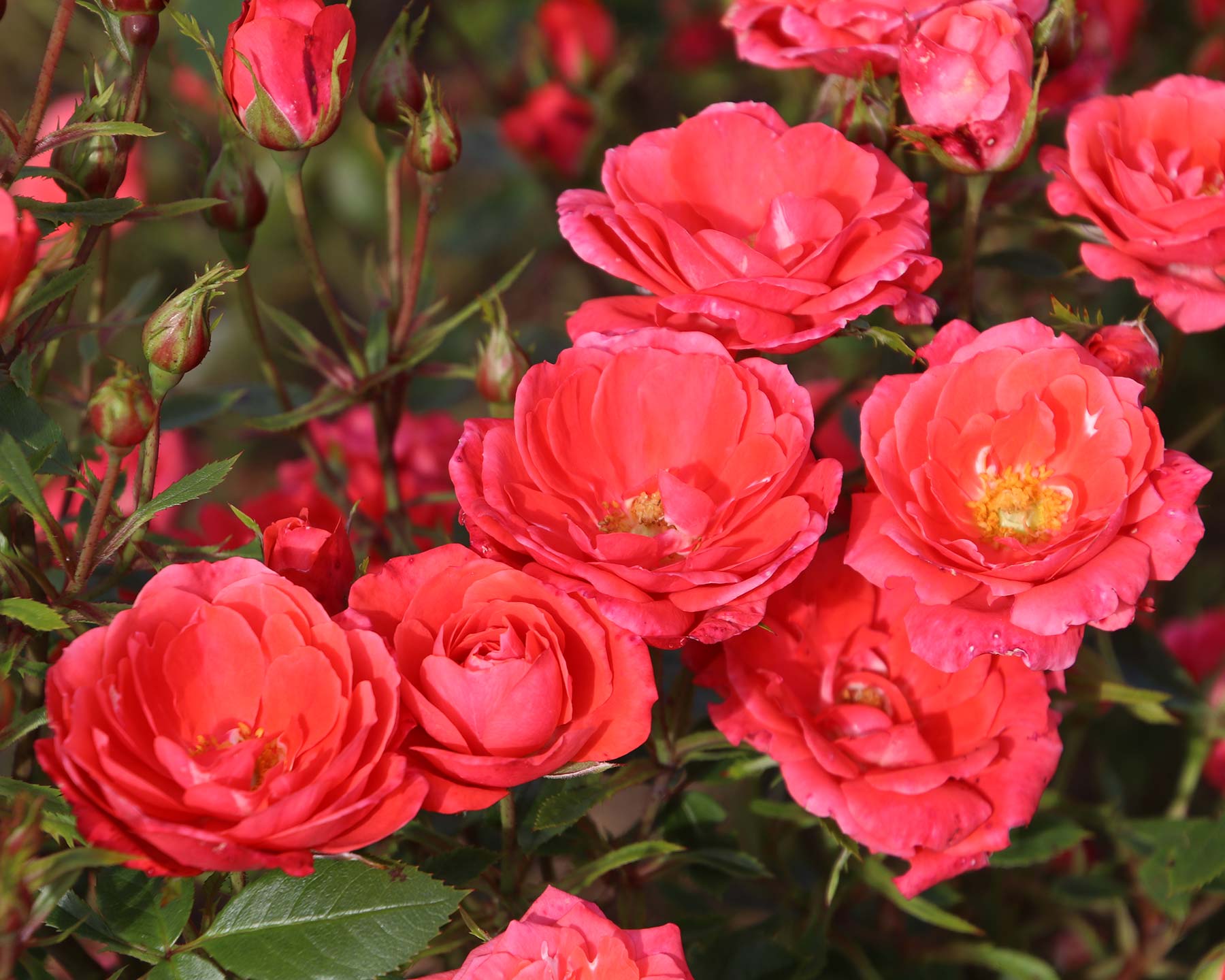 Rosa Miniature 'Hand-in-Hand'