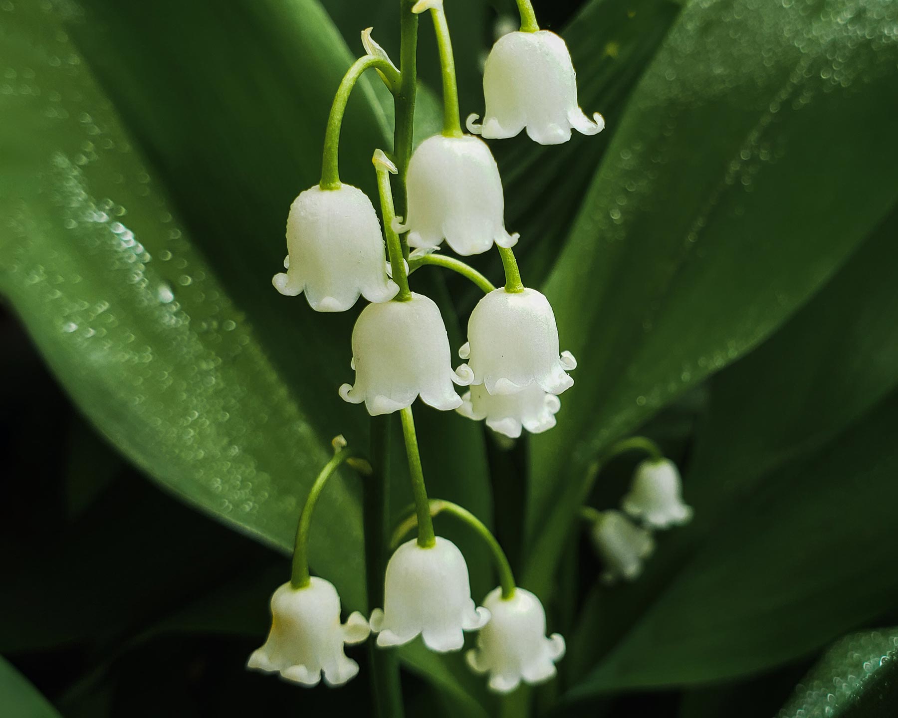 Convallaria majalis, Lilly of the Valley