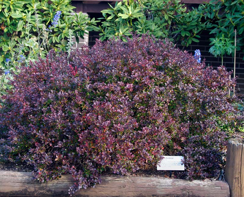 Berberis thunbergii 'Little Favourite'  also known as cv. Atropurpurea Nana