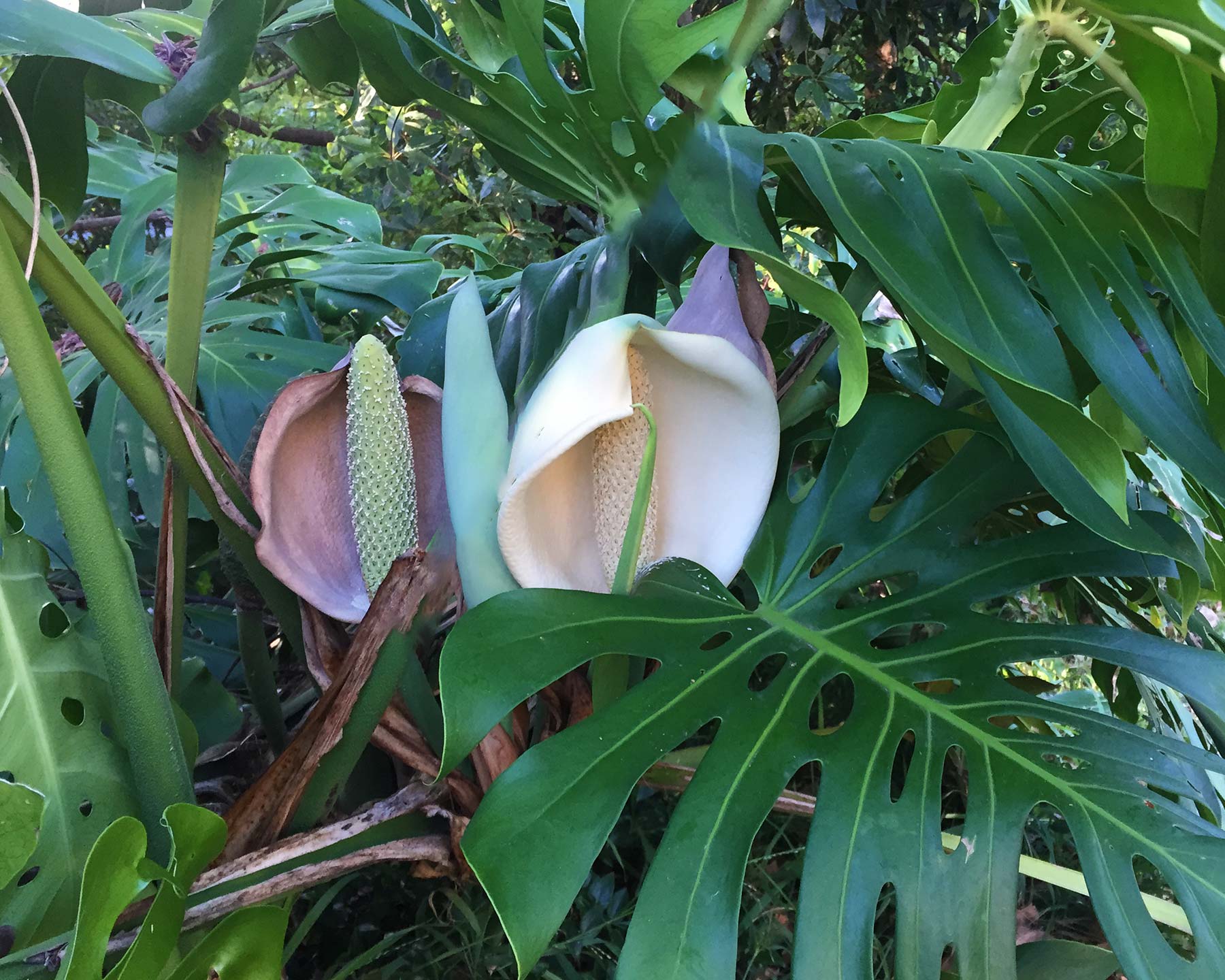 Monstera deliciosa - the flower is a creamy spike surrounded by a white spathe and an immature fruit.