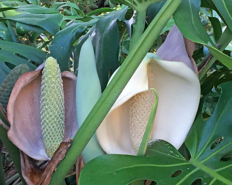 Monstera deliciosa - the flower is a creamy spike surrounded by a white spathe and an immature fruit.