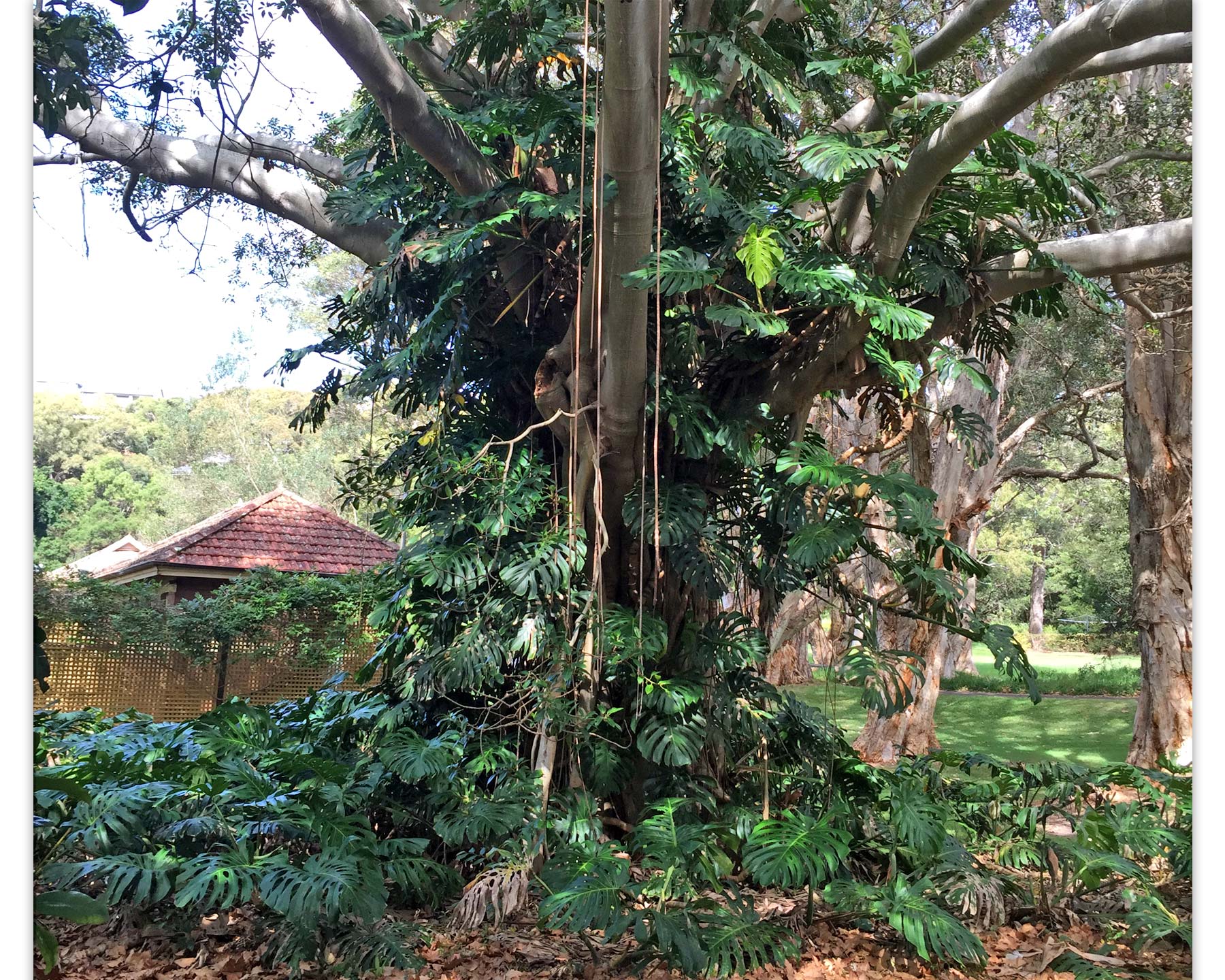 Monstera deliciosa, Swiss Cheese Plant that has bolted up a tree