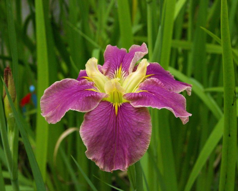 Iris Louisana hybrids - have open flower