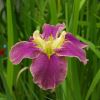 Iris Louisana hybrids - have open flower