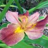 Iris Louisana hybrids