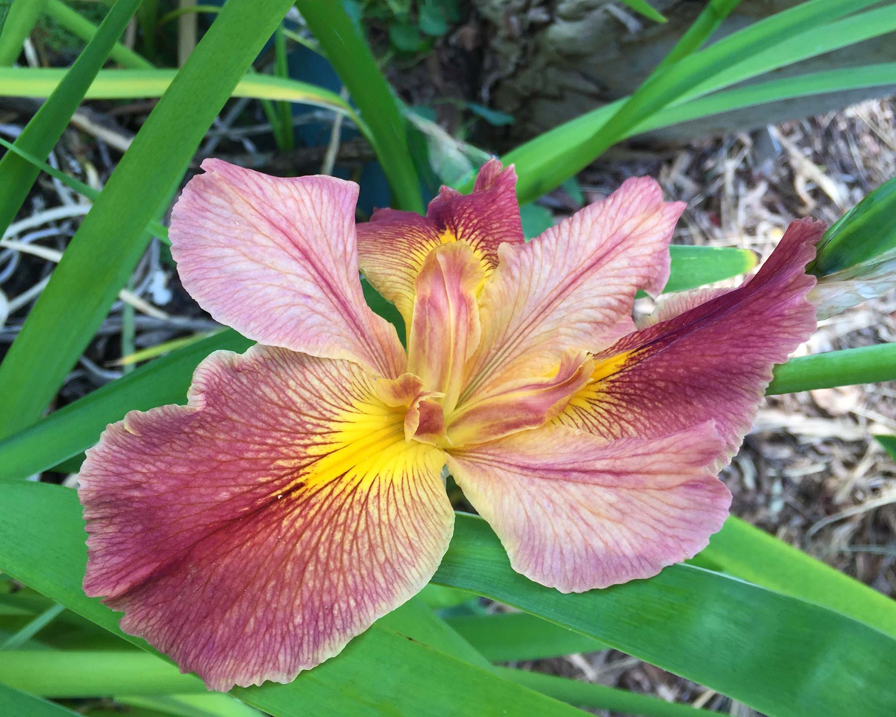 Iris Louisana hybrids