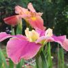 Iris Louisiana hybrids