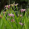 Iris Louisana hybrids - grow well around water features