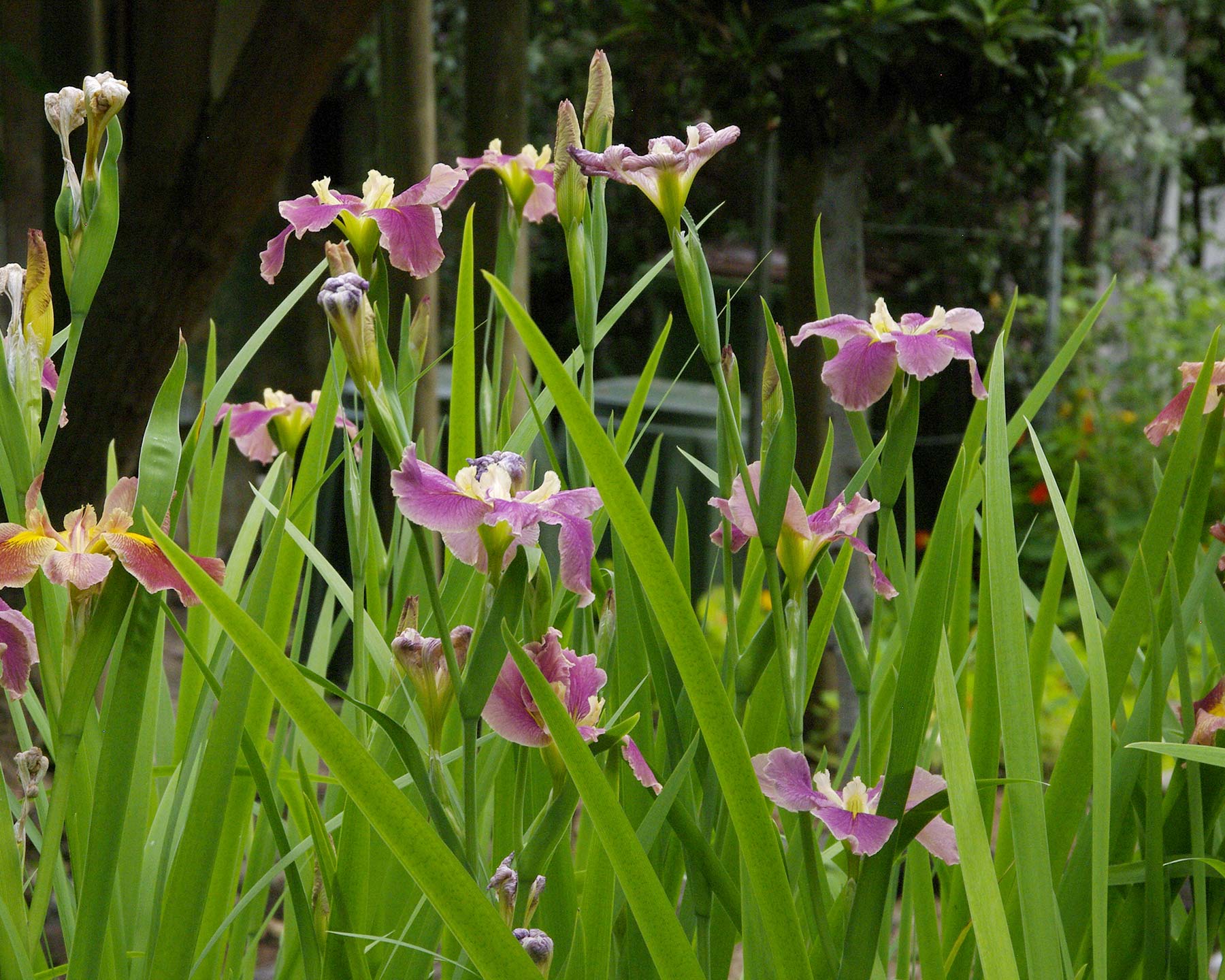 Iris Louisana hybrids - grow well around water features