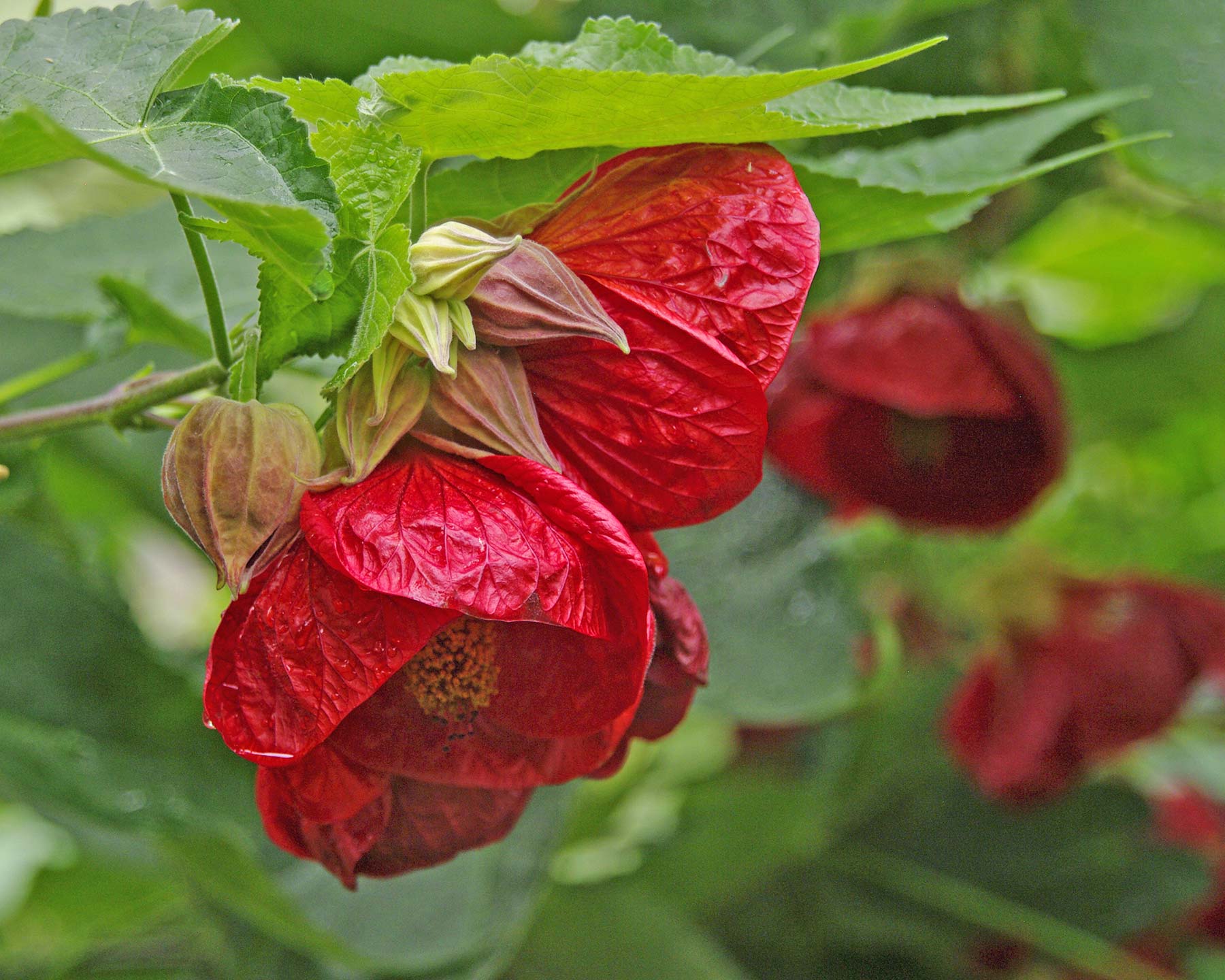 Deep red flowers of Abutilon hybrid  'Ashford Red'