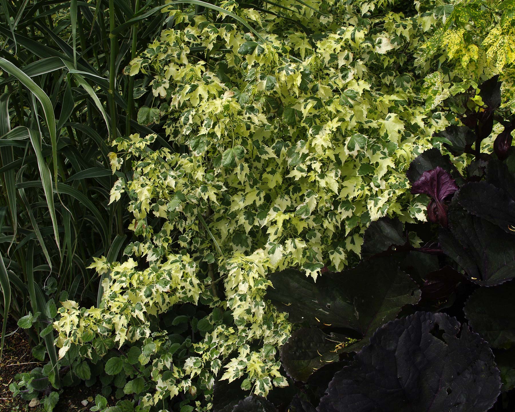 Abutilon hybrid with variegated foliage