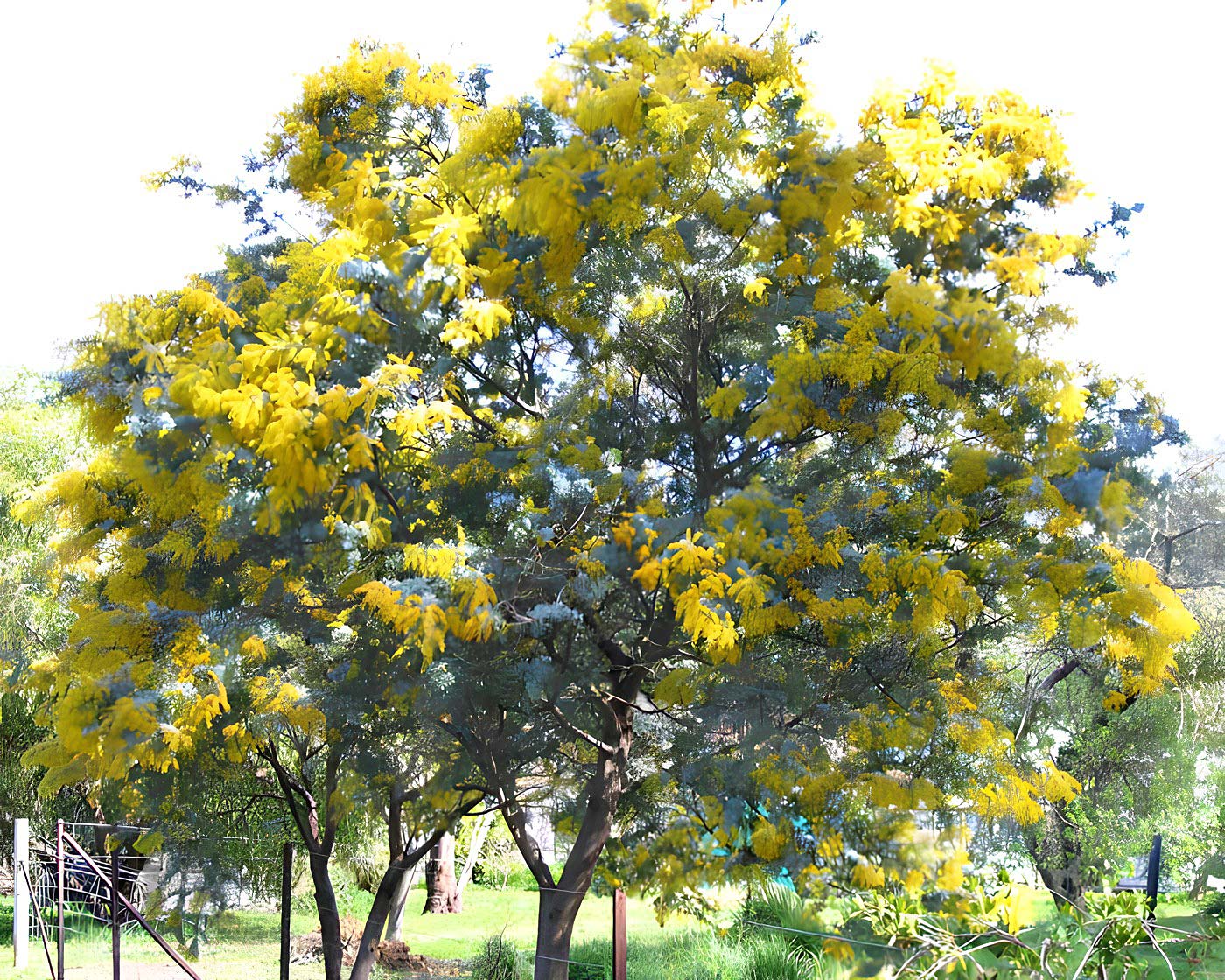 Cootamundra Wattle in full bloom, acaia baileyana