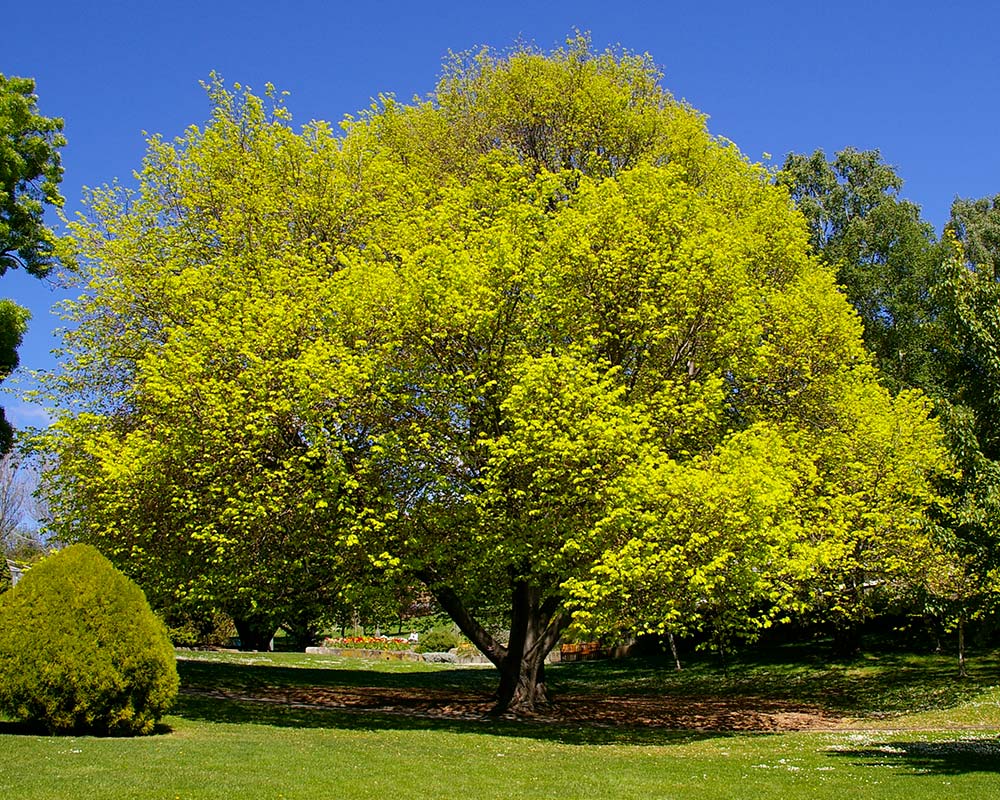 Ulmus glabra Lutescens - a perfect spring day in Hobart Botanic Gardens