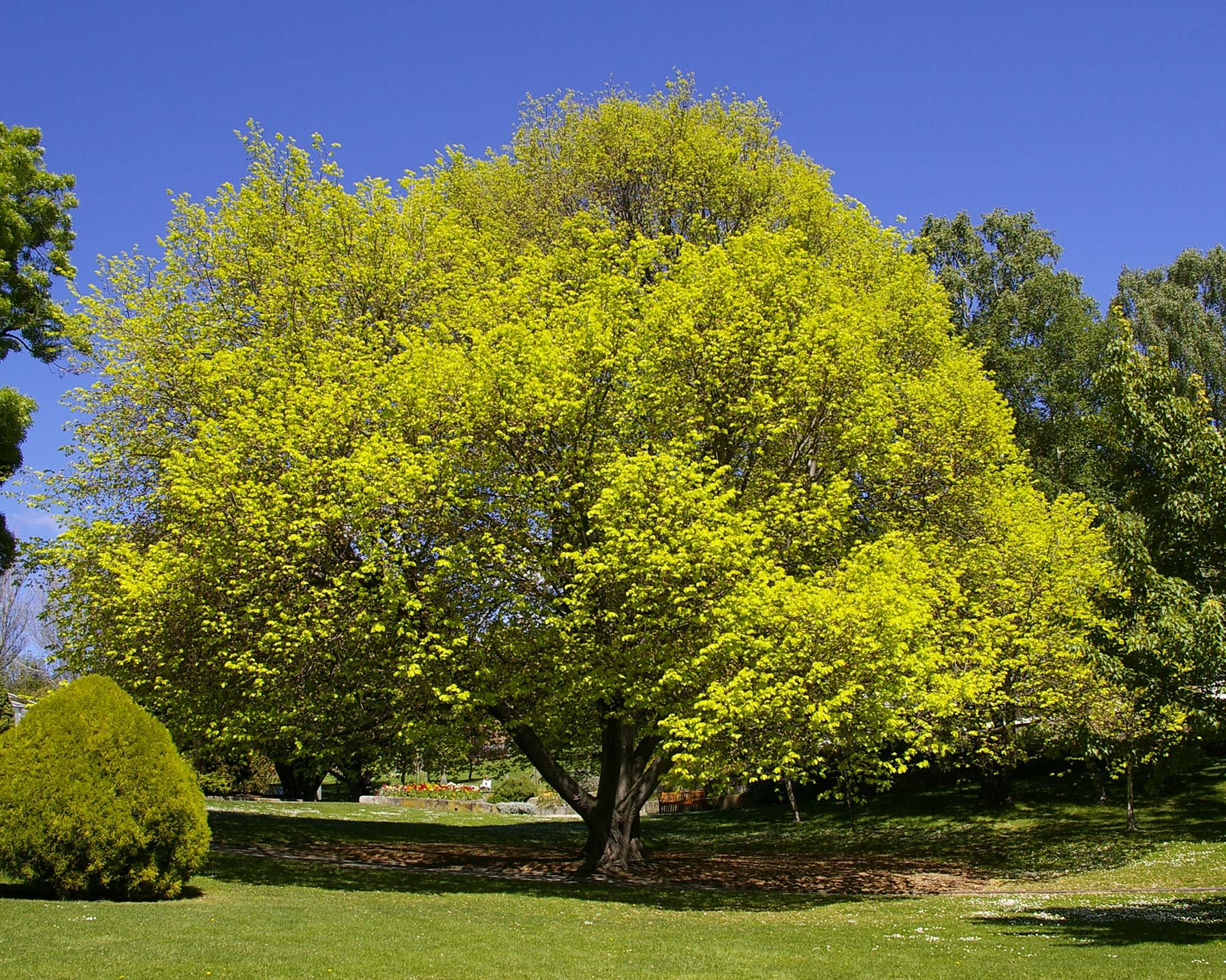 Ulmus glabra Lutescens - a perfect spring day in Hobart Botanic Gardens