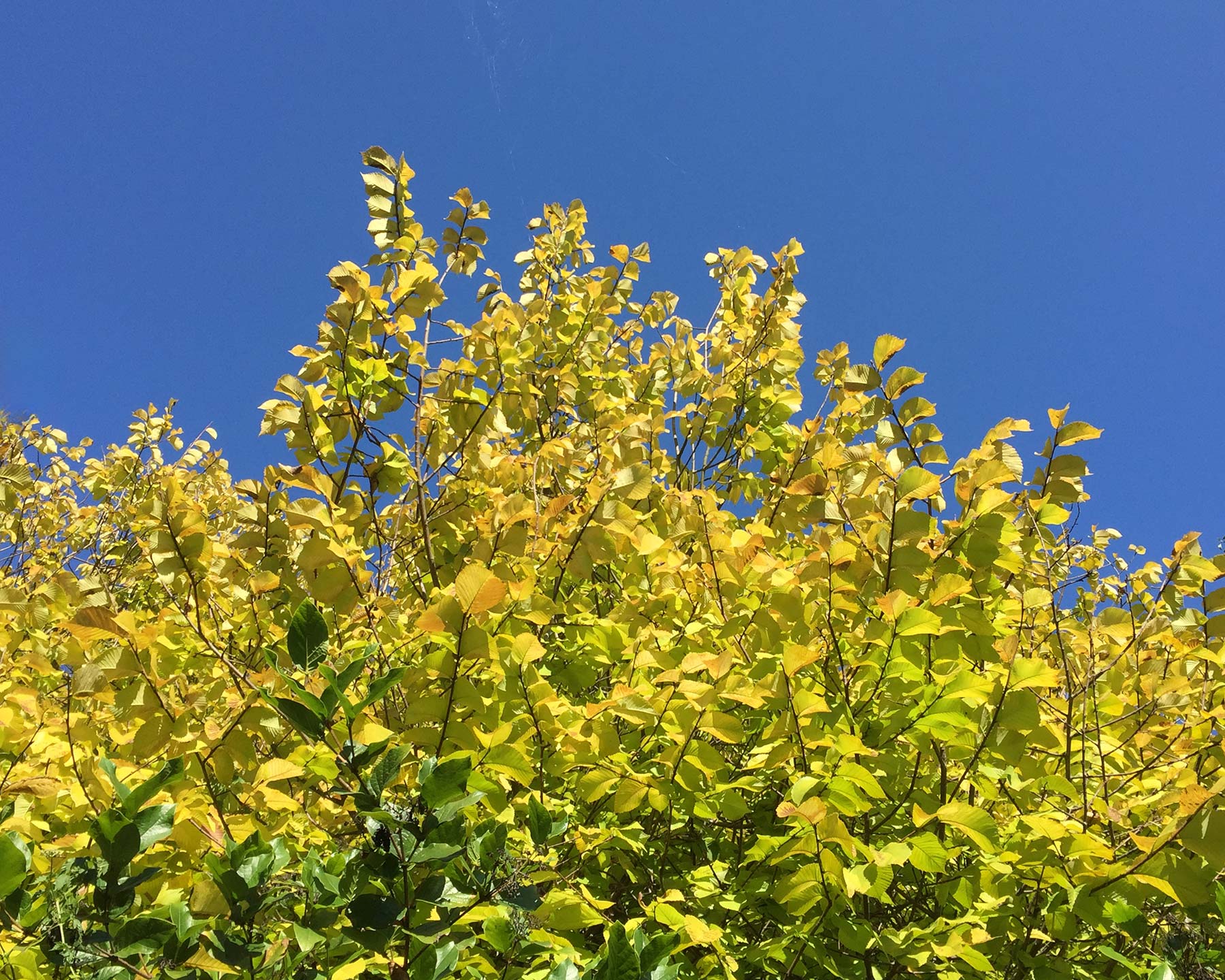 Golden leaves against the sky - Ulmus glabra Lutescens