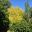 Ulmus glabra Lutescens - Great contrast plant