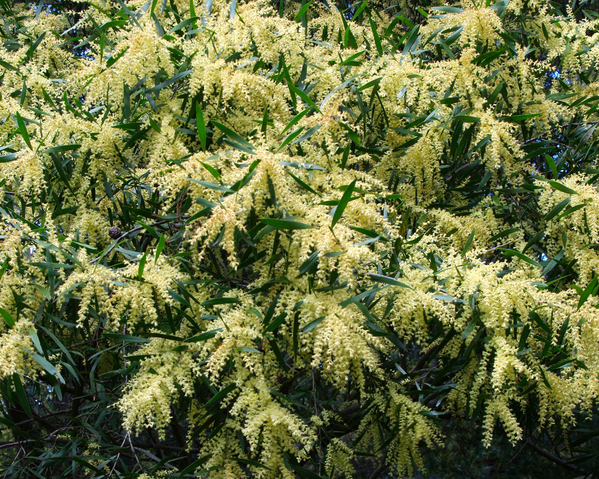Acacia floribunda - pale yellow stamens in flower.