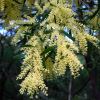 Acacia floribunda, close up of blossom