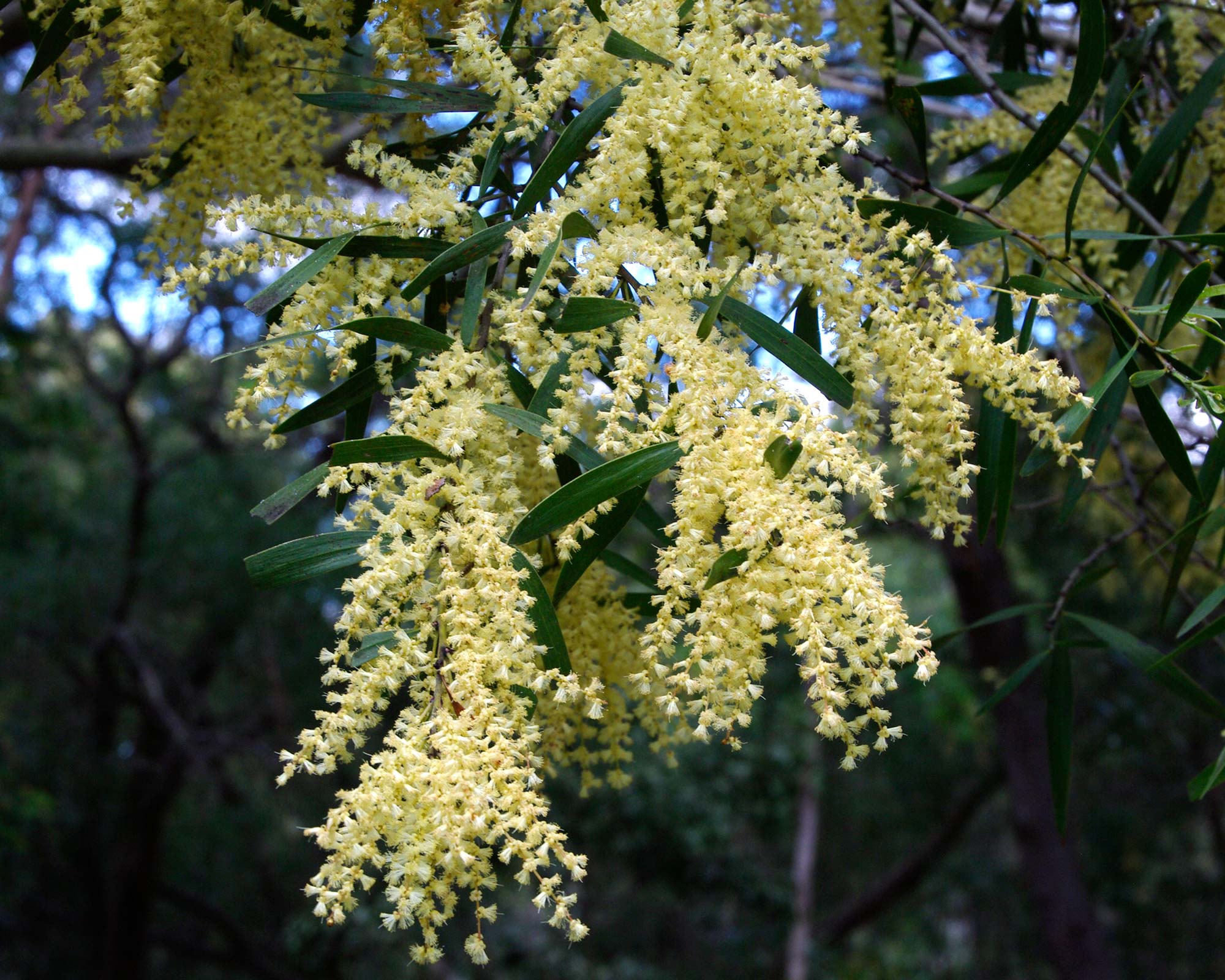 Acacia floribunda, close up of blossom