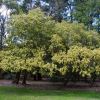Acacia floribunda in blossom