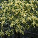 Acacia floribunda 