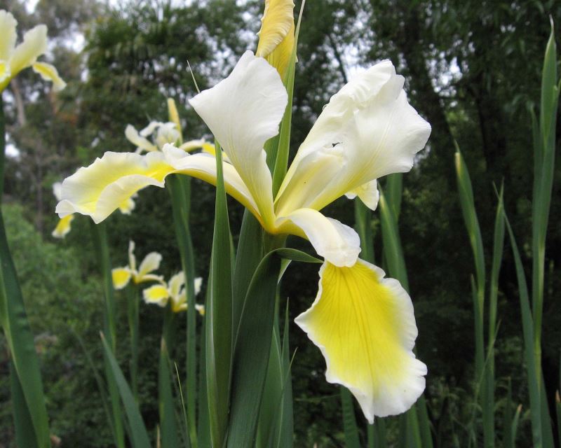 Iris spuria  white variety - photo Cillas, Real Jardín Botánico de Madrid.