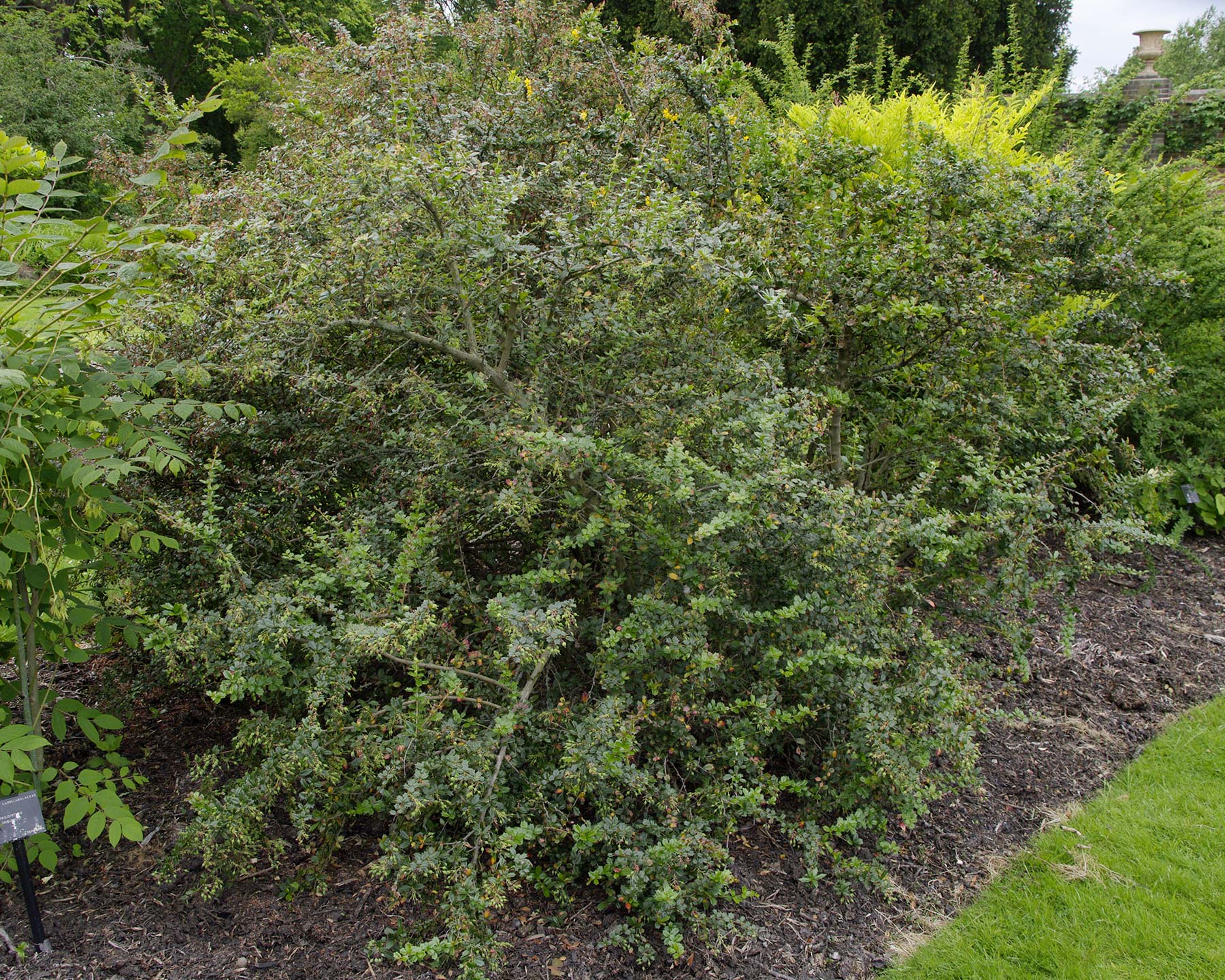 Berberis darwinii makes a dense and inpenetrable hedge