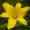 Hemerocallis 'Banbury Canary' - pure yellow flowers