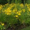 Hemerocallis 'Banbury Canary' - summer borders at Wisley UK