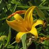 Hemerocallis 'Burford' - yellow star shaped trumpet flowers