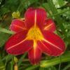 Hemerocallis 'Cynthia Mary' - Deep red flower with yellow throat, petals have yellow mid-ribs