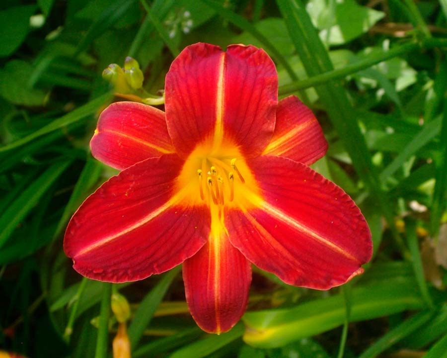 Hemerocallis 'Cynthia Mary' - Deep red flower with yellow throat, petals have yellow mid-ribs