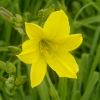 Hemerocallis 'Lemon Bells' - yellow double trumpet shaped flower