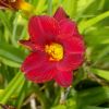 Hemerocallis 'Little Zinger' - Deep red funnel shaped flower with yellow throat