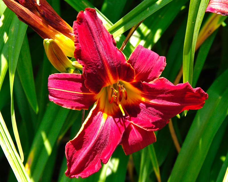 Hemerocallis Oriental Ruby - deep crimson trumpet shaped flowers - triangular form