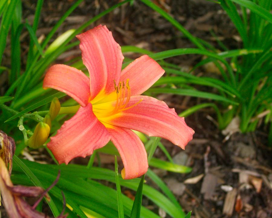 Hemerocallis 'Pink Damask' Narrow petals, rosy pink in colour with lighter midribs and golden-yellow throats.
