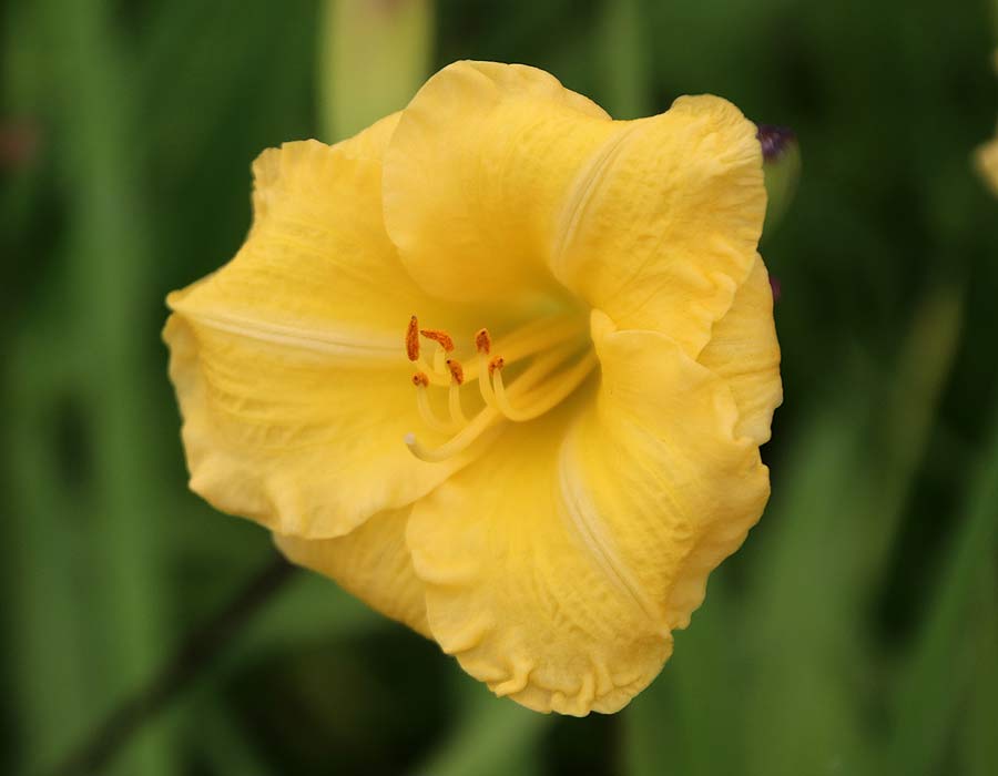 Hemerocallis 'Irish Elf'  pale yellow flowers
