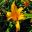 Hemerocallis Burford - yellow star shaped trumpet flowers