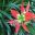 Hemerocallis (unknown hybrid) deep red petals with green centre