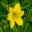 Hemerocallis 'Lemon Bells' - Lemon yellow flowers