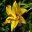 Hemerocallis Lemon Bells - yellow double trumpet shaped flower