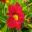 Hemerocallis 'Little Zinger' - Deep red funnel shaped flower with yellow throat