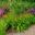 Hemerocallis 'Little Zinger' - growing in mixed border