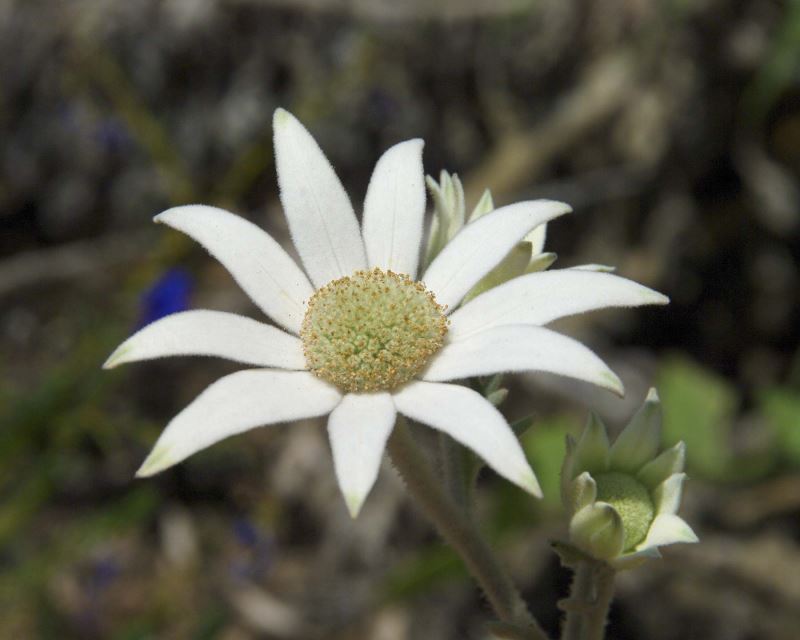 Actinotus helianthi, Flannel Flower