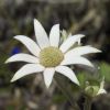 Actinotus helianthi, Flannel Flower