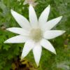 Actinotus helianthi - Flannel Flower