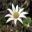 Actinotus helianthi | GardensOnline