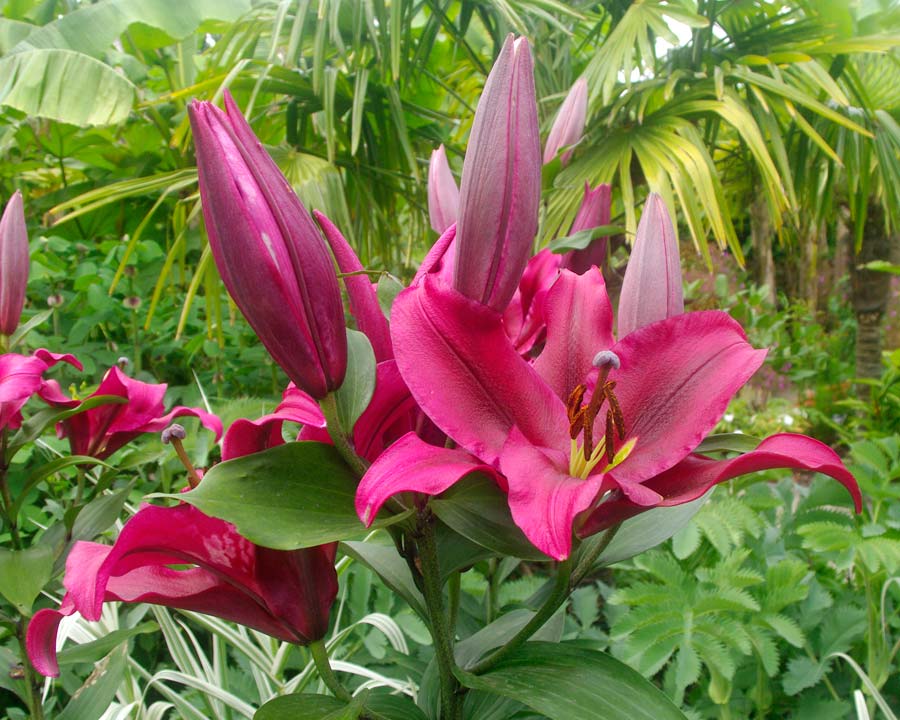 Lilium orientalis Oriental Hybrids | GardensOnline