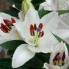 Oriental hybrid lilies - Hybrid with pure white flowers